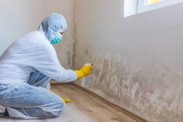 Licensed Mold Testing service in Woodmere, NY - WQB Mold Removal